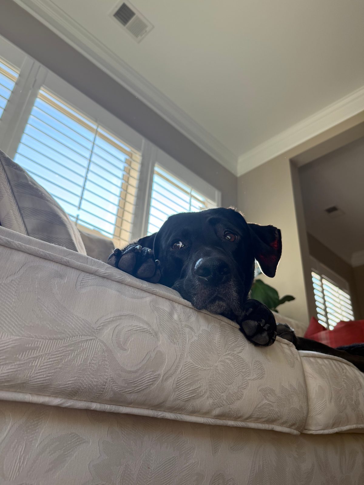 Mac resting his chin on the back of the couch