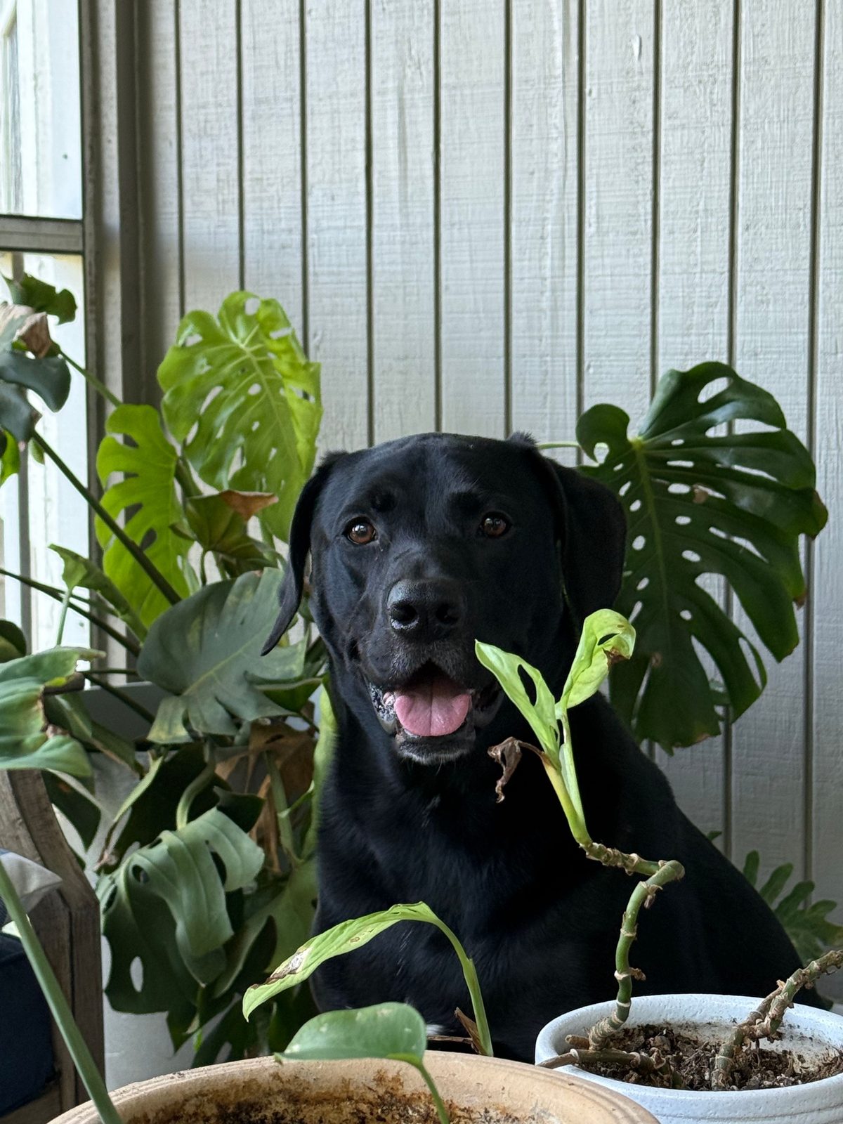 Mac peering out from behind the monstera leaves