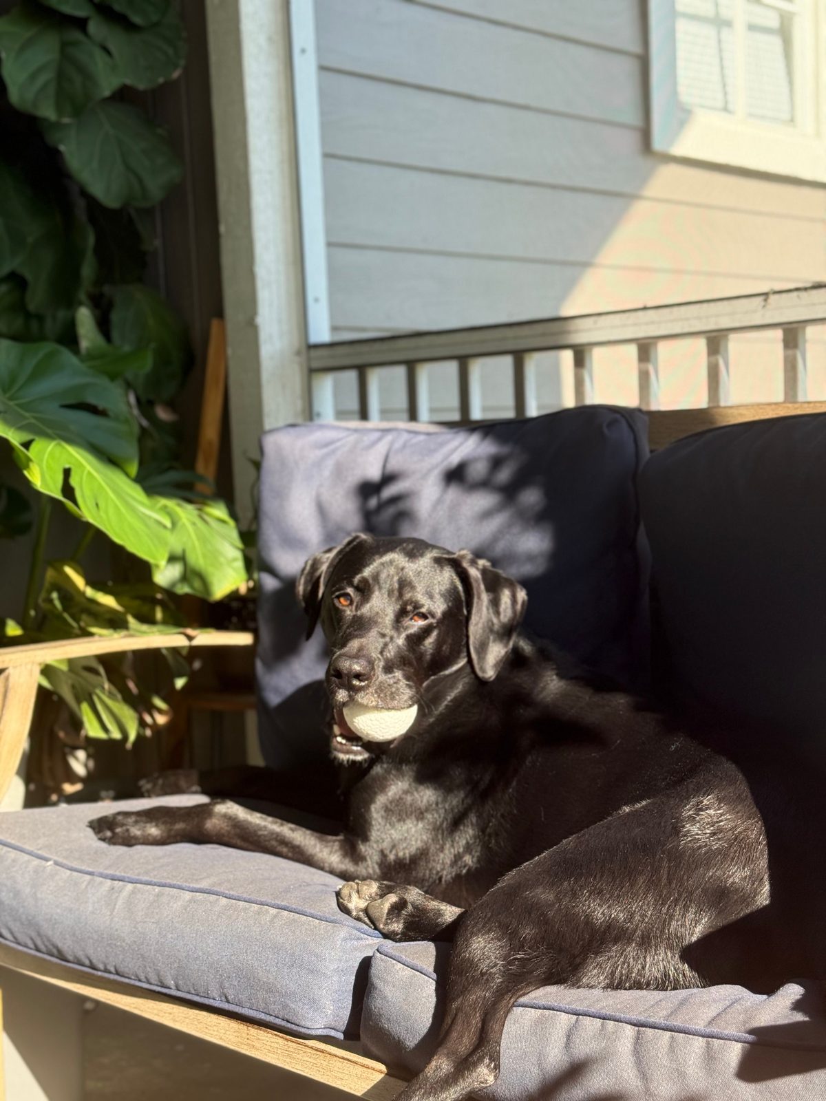 Mac stretched out on the porch bench in the afternoon sun
