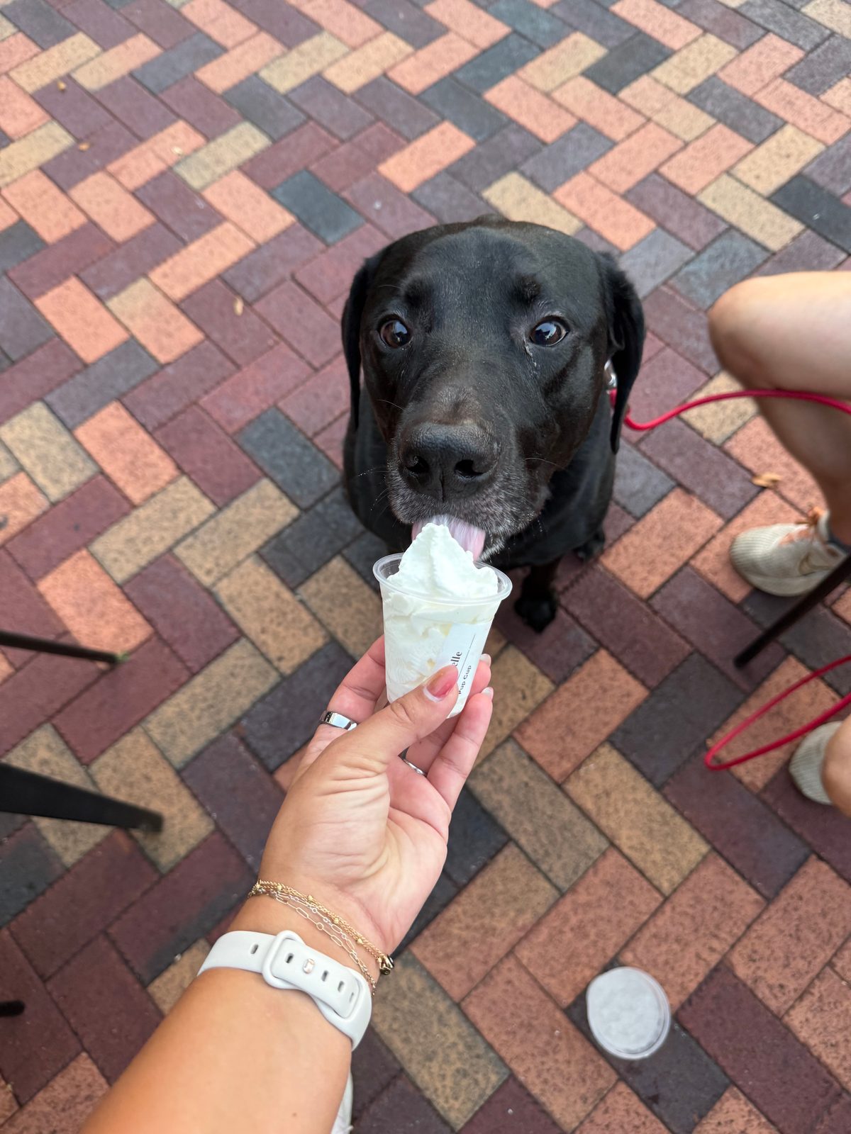 Mac licking a pup cup held out to him