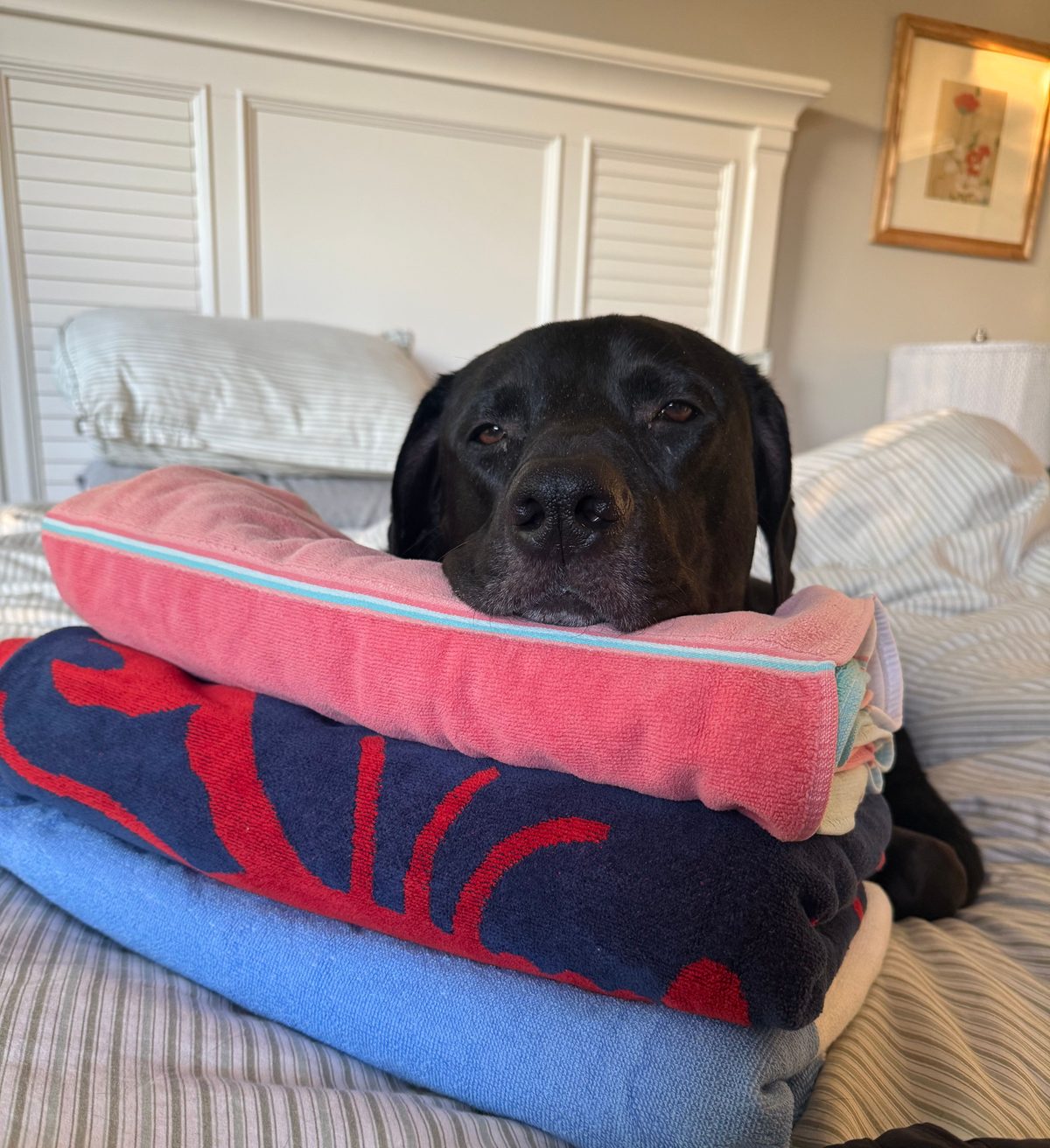 Mac resting his chin on a stack of folded towels