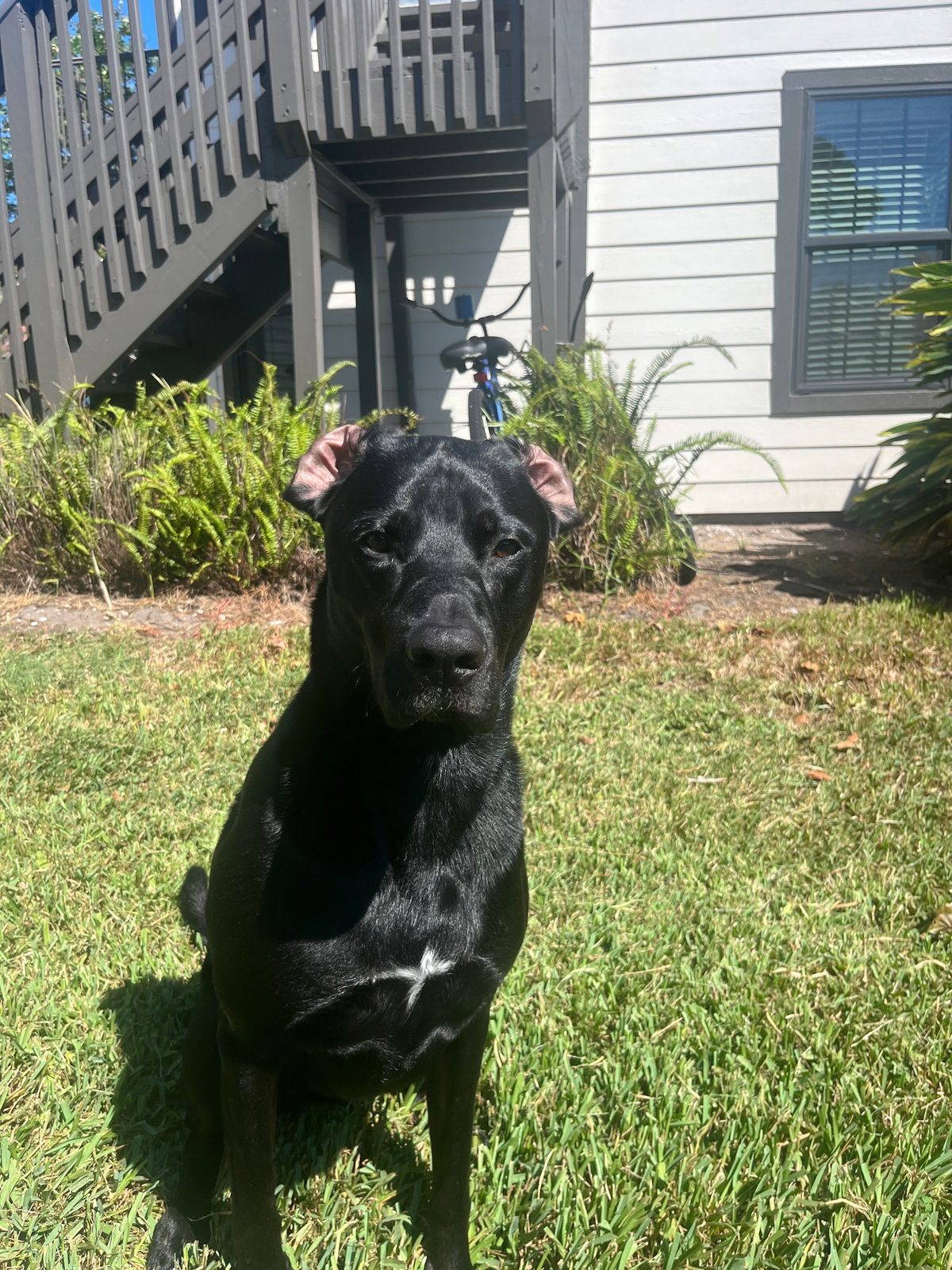Mac sitting in the grass out front, ears up