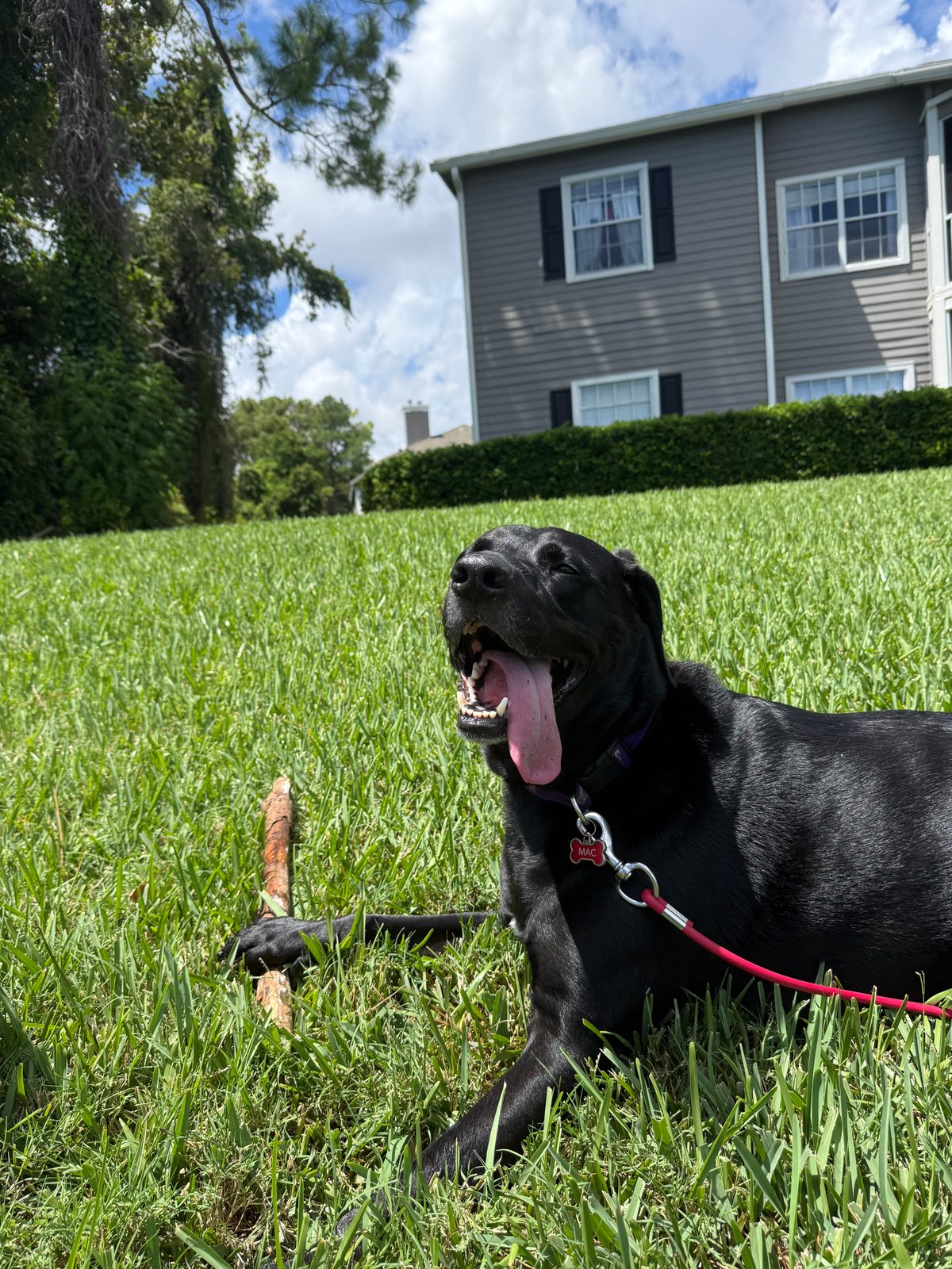 Mac mid-yawn, stretched out in the grass with a stick